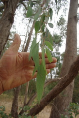 Eucalyptus dives