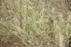Lavandula stoechas