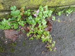 Geranium robertianum