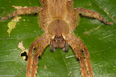 Phoneutria boliviensis