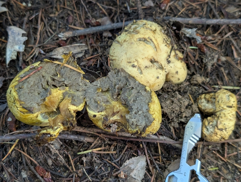 Truncocolumella citrina