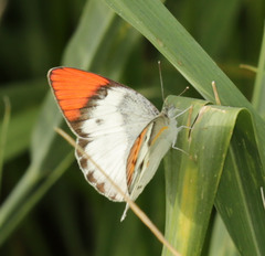 Colotis annae annae