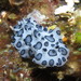 Black Spotted Nudibranch - Photo (c) Franco Colnago, some rights reserved (CC BY-NC), uploaded by Franco Colnago