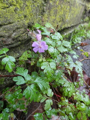 Geranium robertianum