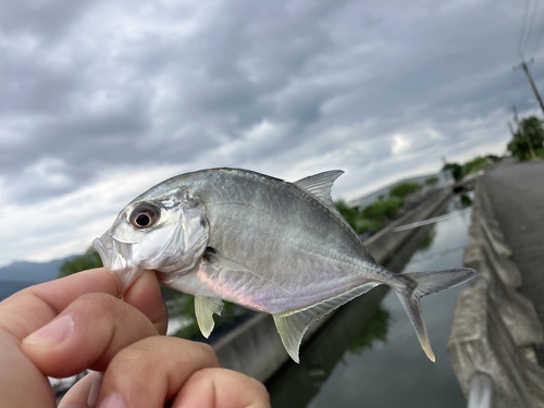 Giant trevally
