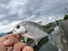 Giant trevally
