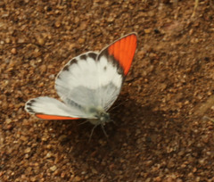 Colotis annae annae