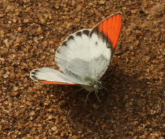 Colotis annae annae