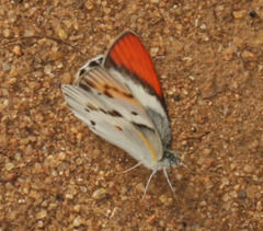 Colotis annae annae