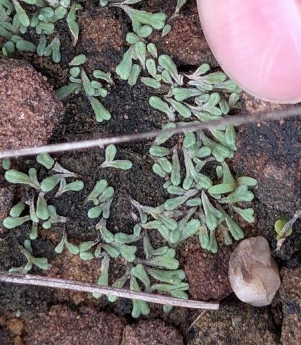 Purple Crystalwort (Riccia beyrichiana)