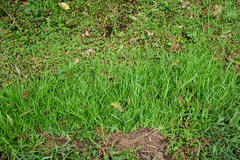 Juncus prismatocarpus leschenaultii