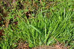 Juncus prismatocarpus leschenaultii