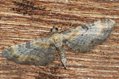 Eupithecia pyreneata