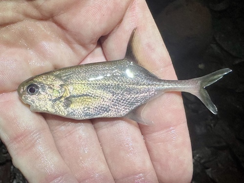 Slendertail stonebasher (Petrocephalus tenuicauda) — Mormyridae