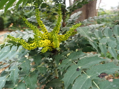 Berberis × hortensis