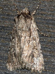 Dichagyris signifera