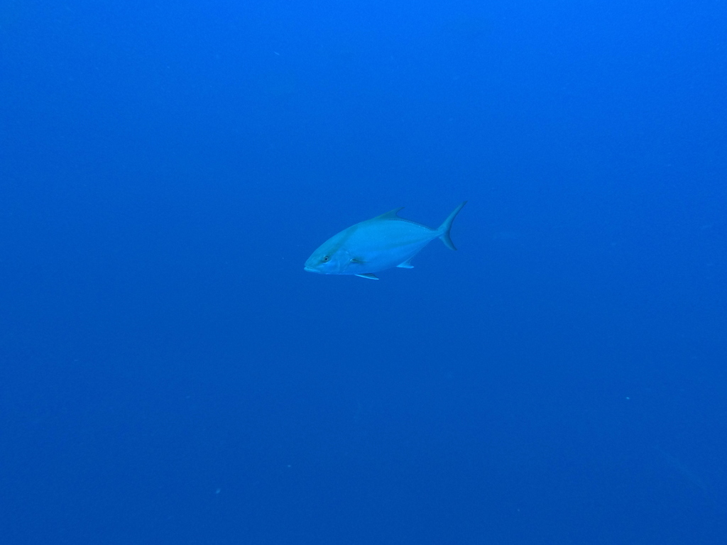 Almaco-makreel (Seriola rivoliana) — Carangidae