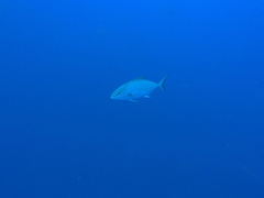 Seriola rivoliana