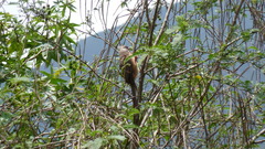 Colius striatus leucotis