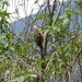 Eastern Speckled Mousebird - Photo (c) M. van Dijk, some rights reserved (CC BY-NC), uploaded by M. van Dijk