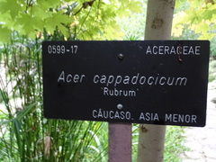 Acer cappadocicum