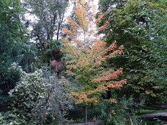 Acer cappadocicum