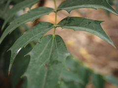 Berberis × hortensis