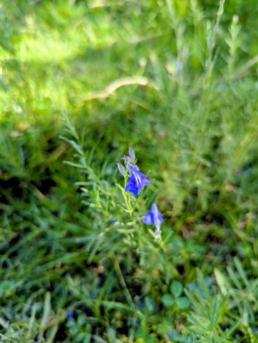 Cobalt Sage (Salvia reptans)