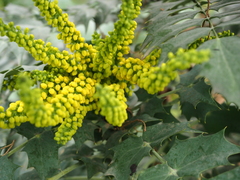 Berberis × hortensis