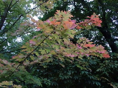 Acer cappadocicum