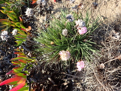 Armeria welwitschii