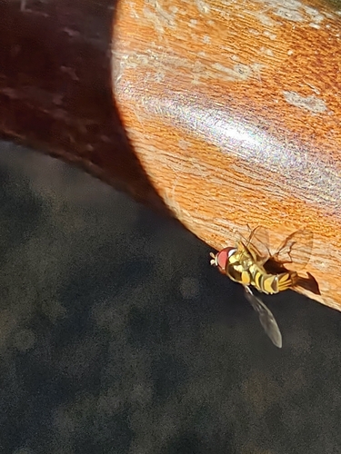 Unknown species found near Cropper, KY 40057, USA