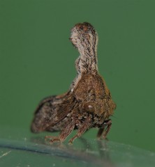 Eutryonia monstrifera