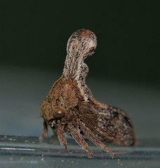 Eutryonia monstrifera