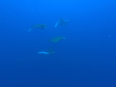 Mobula tarapacana