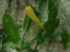 Cochleoceps orientalis