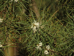 Hakea decurrens physocarpa