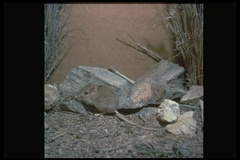 Long-Tailed Pocket Mouse photo 4