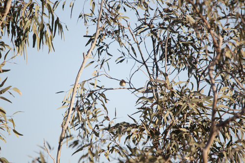 Red-browed Pardalote (Pardalotus rubricatus), photo 9