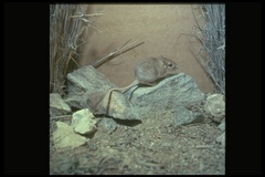 Long-Tailed Pocket Mouse photo 3