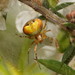 Araneus albotriangulus - Photo (c) Reiner Richter,  זכויות יוצרים חלקיות (CC BY-NC-SA), הועלה על ידי Reiner Richter