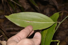 Petermannia cirrosa