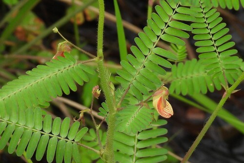 rough jointvetch (Aeschynomene rudis)