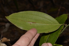 Petermannia cirrosa