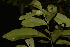 Tristaniopsis laurina