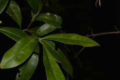 Tristaniopsis laurina