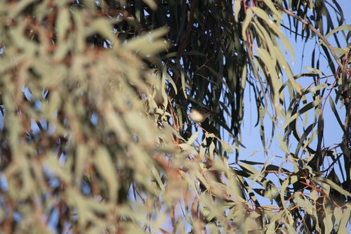 Red-browed Pardalote (Pardalotus rubricatus), photo 3