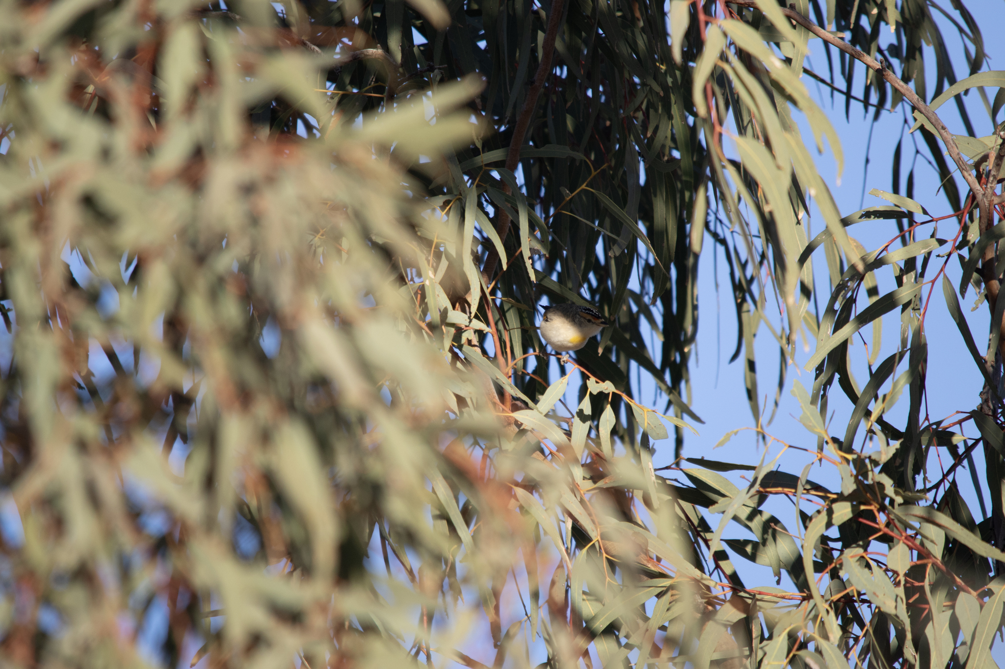 Red-browed Pardalote (Pardalotus rubricatus), photo 3