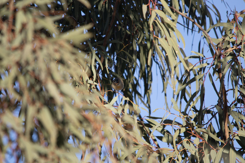 Red-browed Pardalote (Pardalotus rubricatus), photo 4