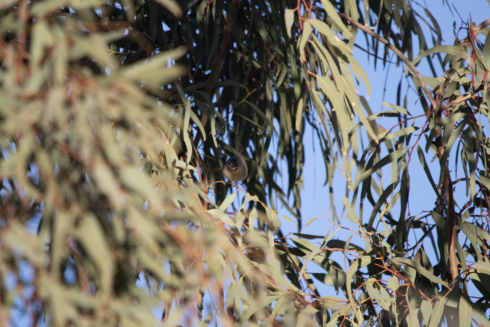 Red-browed Pardalote (Pardalotus rubricatus), photo 4